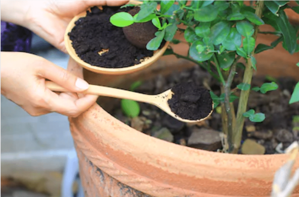 Are Coffee Grounds Good for your Garden?