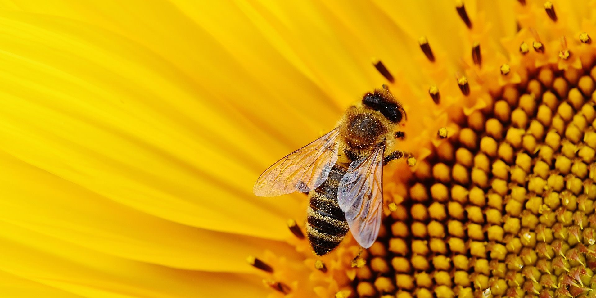 Busy Buzzy Bees Where Are You Oxford Garden Design