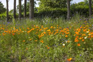 The Wildflower Meadow - Bourne End
