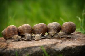 a row of snails