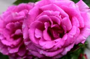 rosa zephirine drouhin