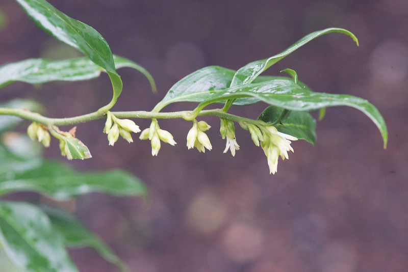 Featured image for “Sheena’s Plant of the Month: Sarcococca confusa, or Christmas Box”