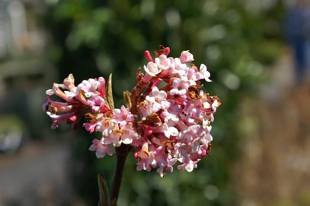 Featured image for “Sheena’s Plant of the Month: Viburnum x bodnantense ‘Dawn’”