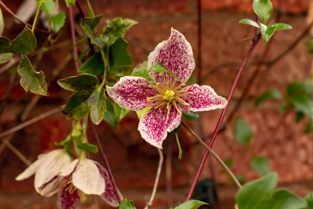 clematis for winter flowers