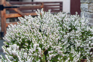 Winter flowering heather