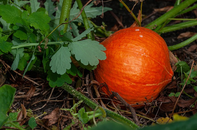 Pumpkin grown with companion planting
