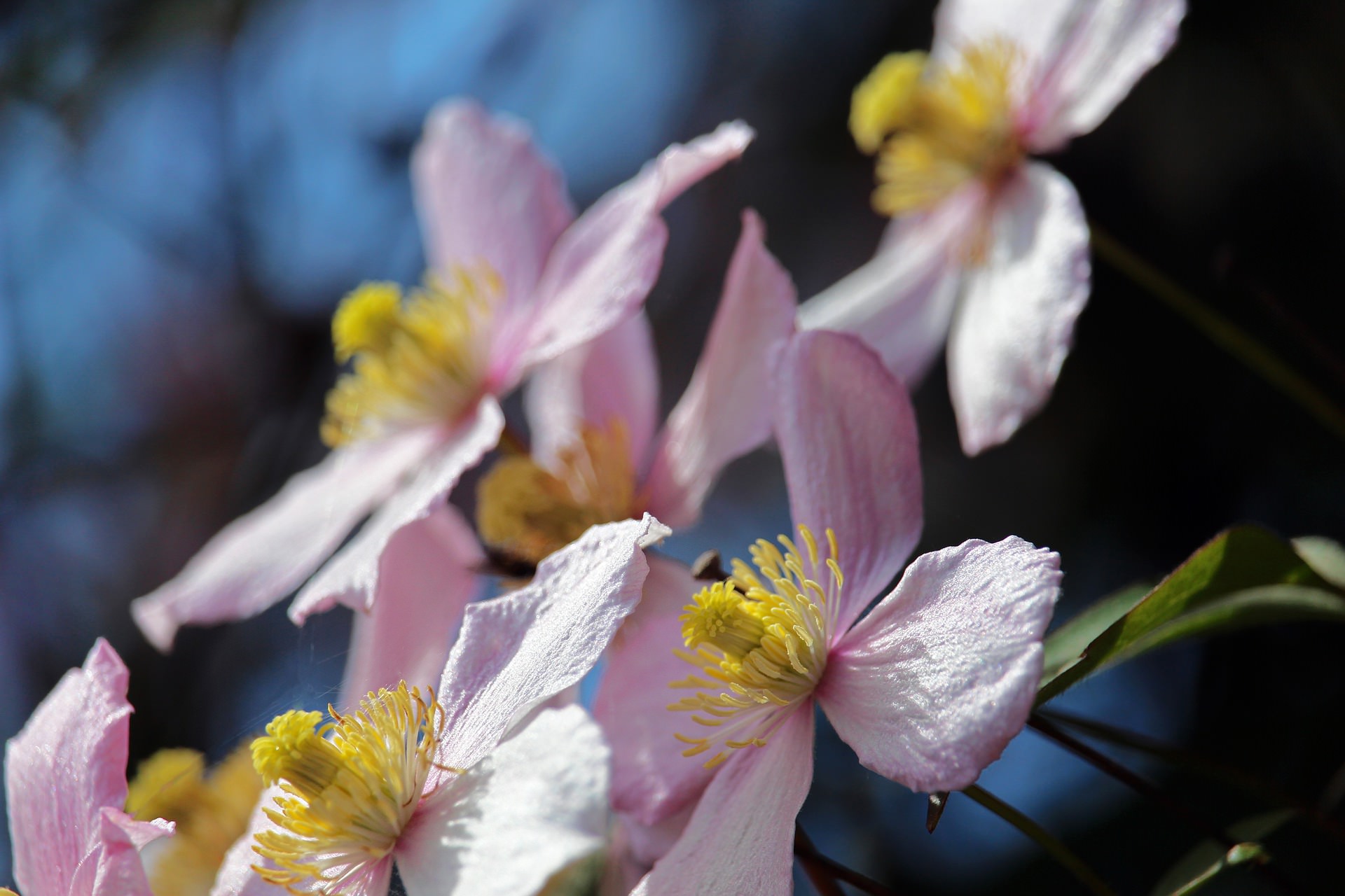 winter-flowering clematis