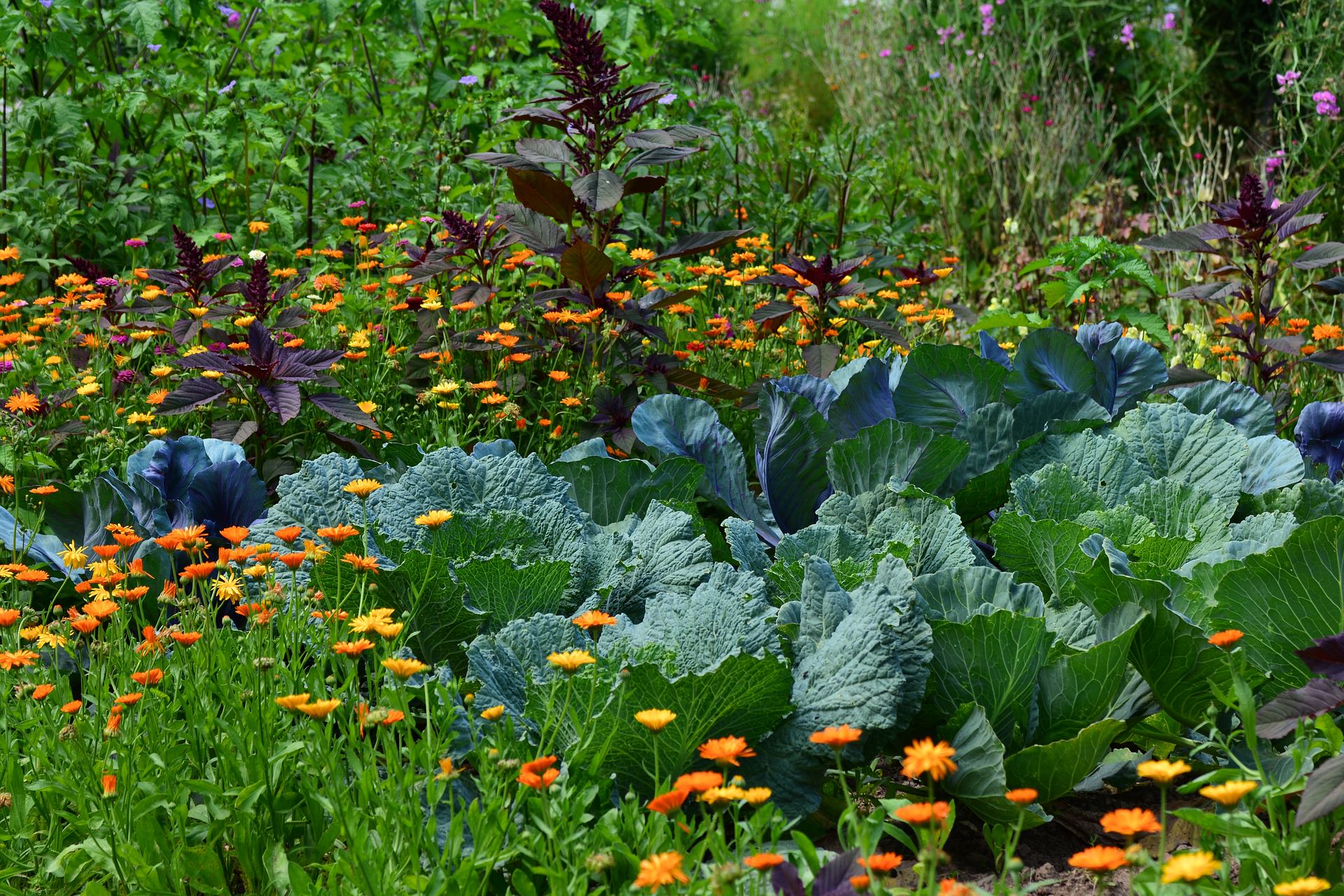 Featured image for “Companion Planting”
