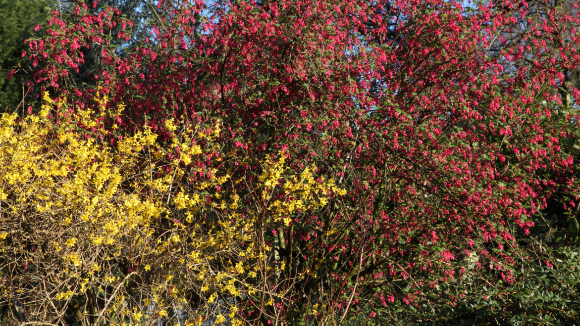 April flowering shrubs