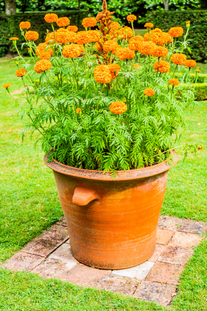 marigolds in container