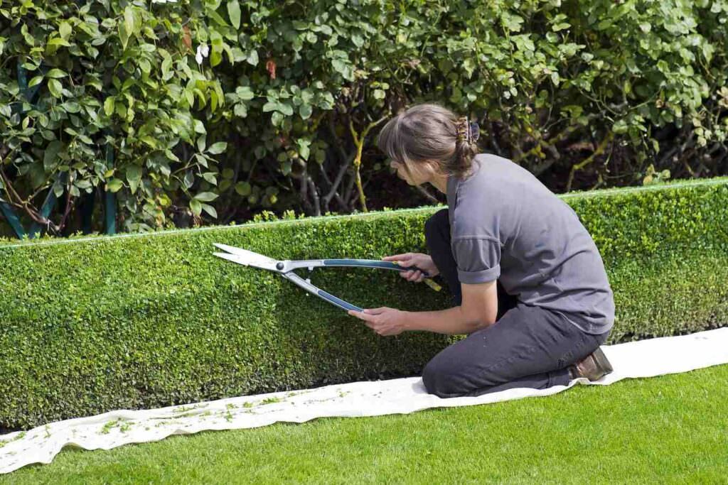 a womain trimming a box hedge with shears
