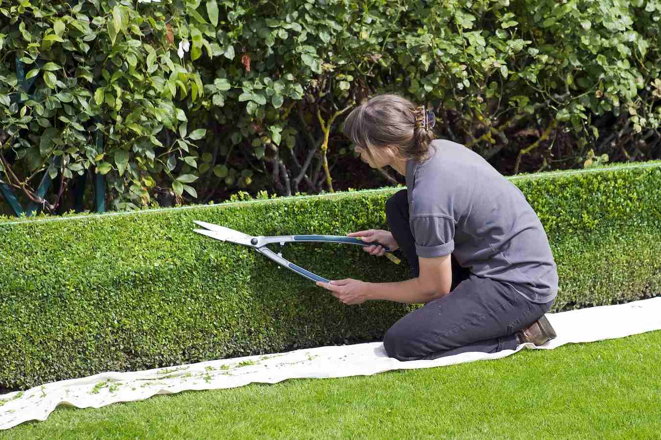 Featured image for “Summer Hedge Pruning Advice”