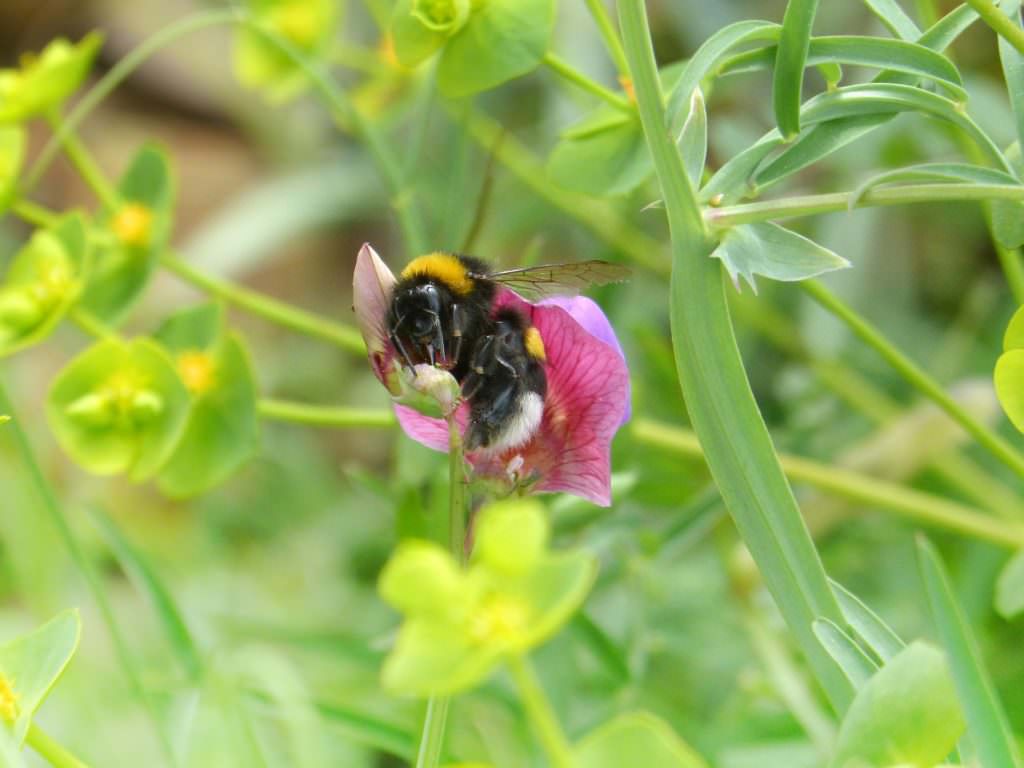 honey bee on a sweet pea plant