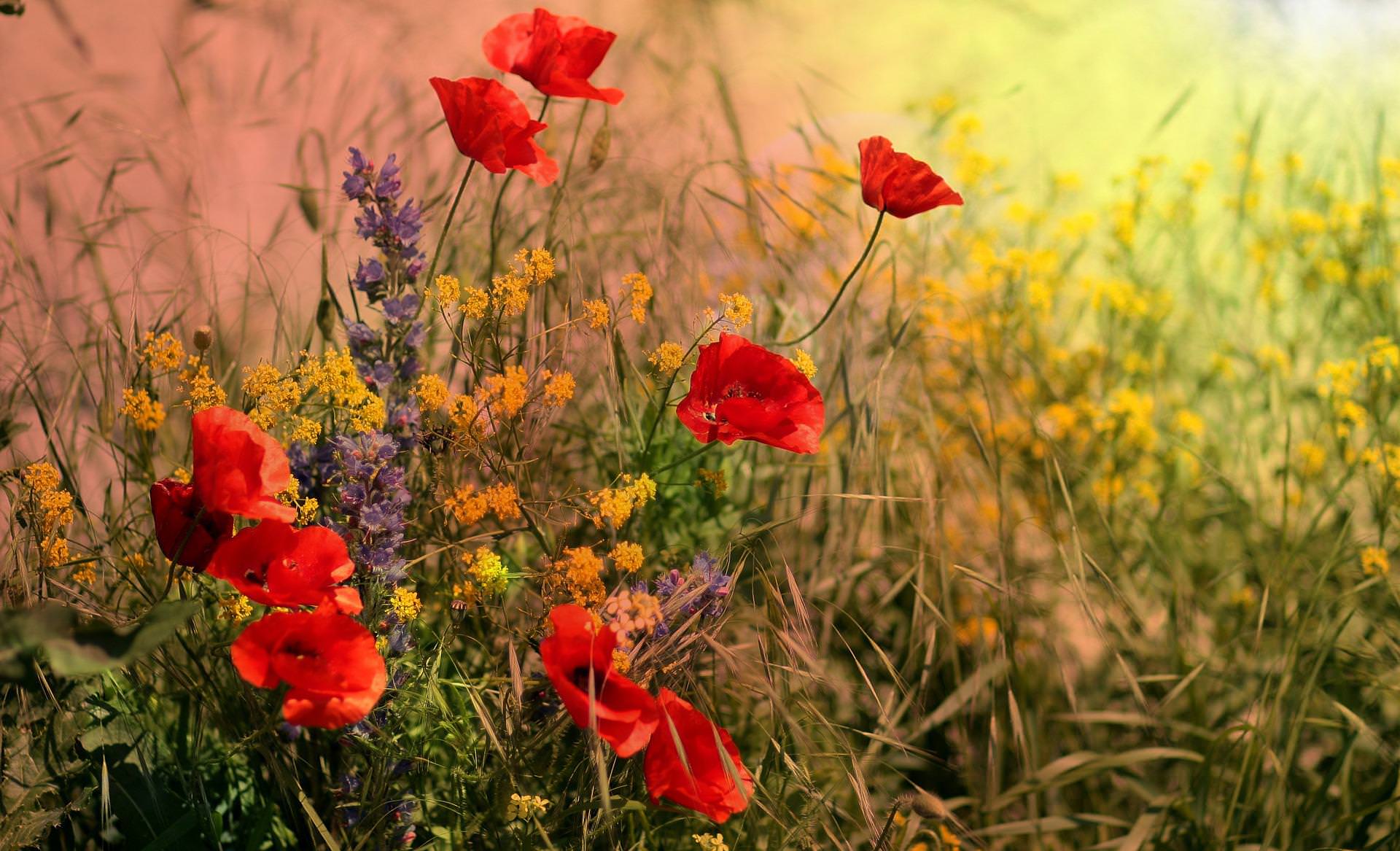 poppies and wild flowers