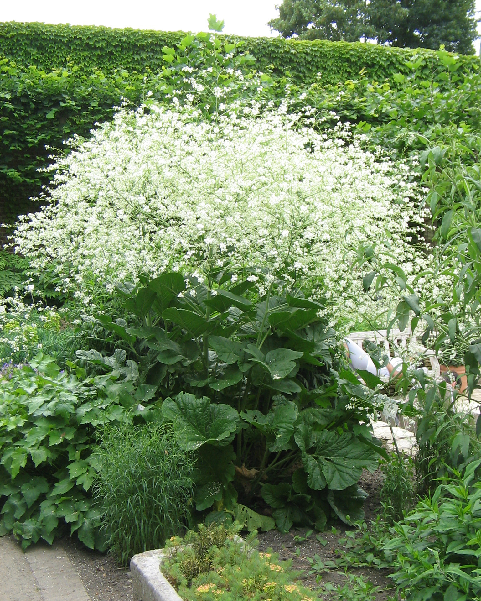 Featured image for “Sheena’s Plant of the Month: Crambe cordifolia”