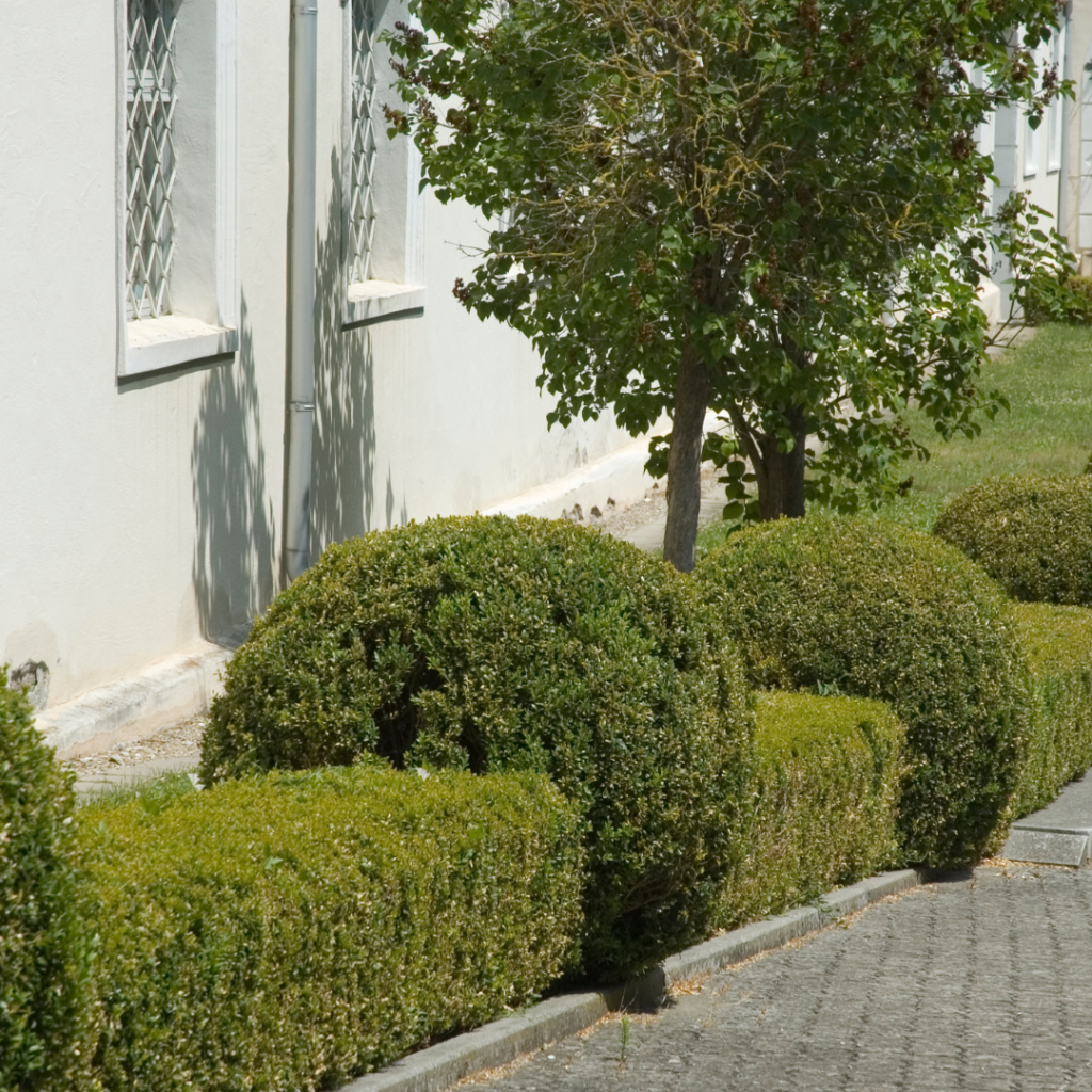 Box hedge and topiary