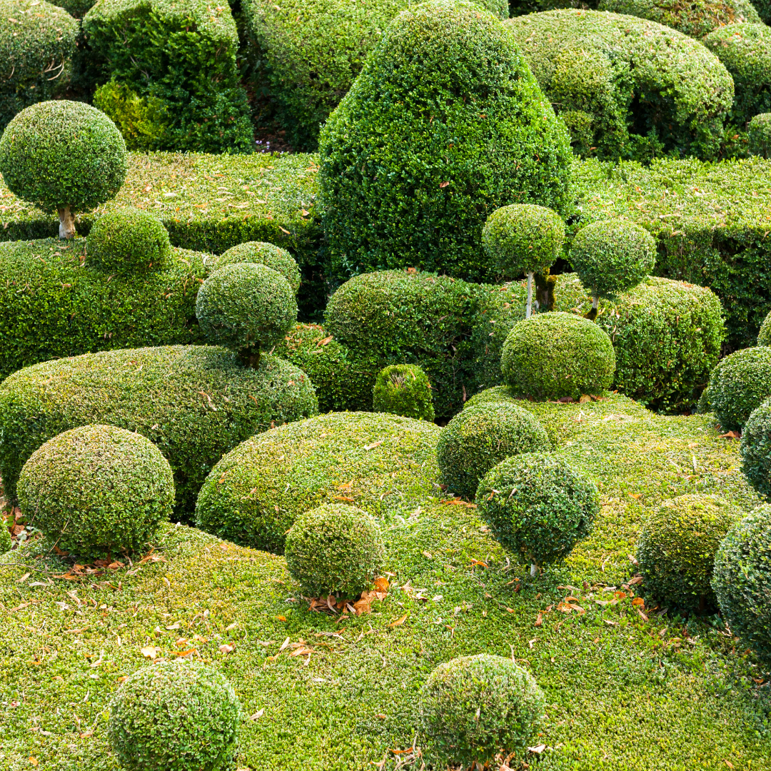 Featured image for “Alternatives to a box hedge”