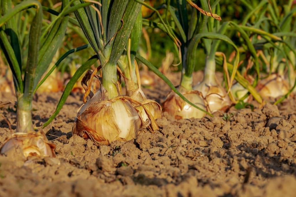 onions growing in a vegetable patch