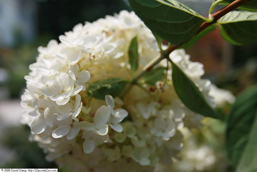 Featured image for “Sheena’s Plant of the Month: Hydrangea paniculata ‘Grandiflora’”